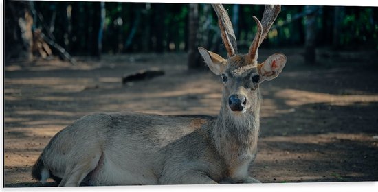 WallClassics - Dibond - Sikahert in het Bos - 100x50 cm Foto op Aluminium (Wanddecoratie van metaal)