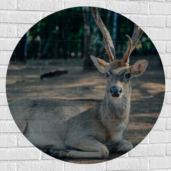 WallClassics - Muursticker Cercle - Cerf Sika dans la Forêt - 90x90 cm Photo sur Muursticker
