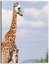 Dibond - Achteraanzicht van Giraffe - 30x40 cm Foto op Aluminium (Met Ophangsysteem)