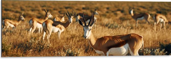 Dibond - Kudde Antilopes in Droog Savanne Landschap - 90x30 cm Foto op Aluminium (Met Ophangsysteem)