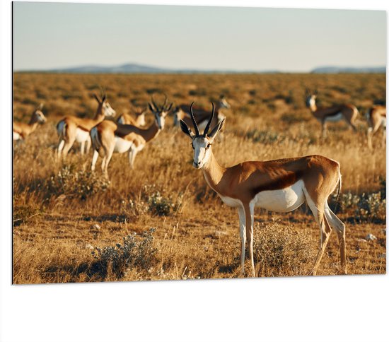 Dibond - Kudde Antilopes in Droog Savanne Landschap - 100x75 cm Foto op Aluminium (Wanddecoratie van metaal)