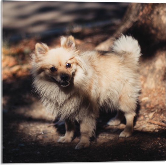 WallClassics - Acrylglas - Klein Hondje in het Bos - Dwergkeeshond - 50x50 cm Foto op Acrylglas (Met Ophangsysteem)