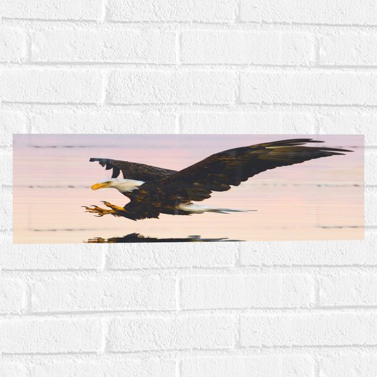 WallClassics - Muursticker - Roofvogel landend in het Water - Amerikaanse Zeearend - 60x20 cm Foto op Muursticker