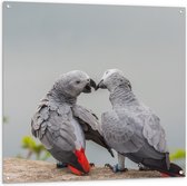 Tuinposter – Liefdevol Grijs Vogelpaar met Rode Staarten - 100x100 cm Foto op Tuinposter (wanddecoratie voor buiten en binnen)