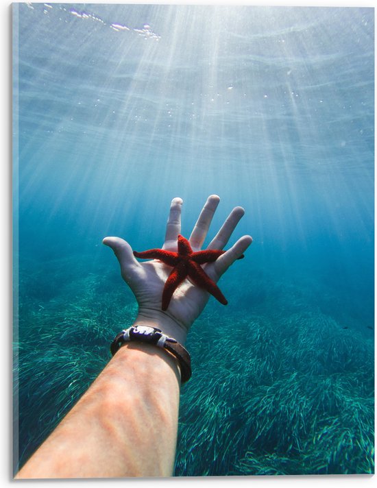 WallClassics - Acrylglas - Rode Zeester Onder Water - 30x40 cm Foto op Acrylglas (Met Ophangsysteem)