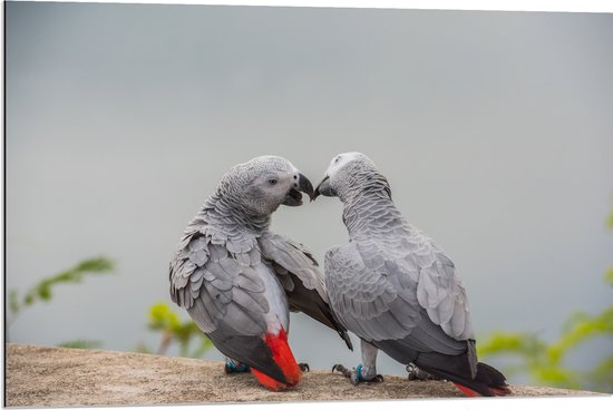 Dibond - Liefdevol Grijs Vogelpaar met Rode Staarten - 90x60 cm Foto op Aluminium (Wanddecoratie van metaal)