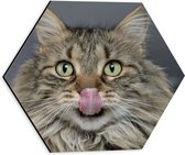 WallClassics - Dibond Hexagon - Likkende Kat - 30x26.1 cm Foto op Hexagon (Met Ophangsysteem)