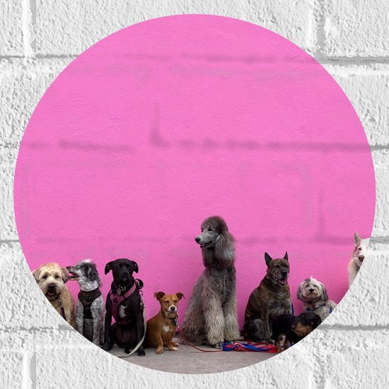 WallClassics - Muursticker Cirkel - Hondenfamilie tegen Roze Achtergrond - 30x30 cm Foto op Muursticker