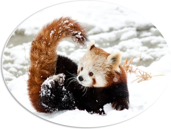 WallClassics - PVC Schuimplaat Ovaal - Kleine Rode Panda in de Sneeuw - 56x42 cm Foto op Ovaal (Met Ophangsysteem)