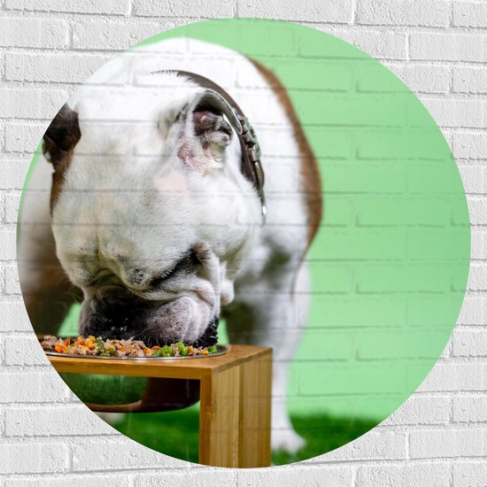 WallClassics - Muursticker Cirkel - Hondje aan het Eten voor Groene Achtergrond - Buldog - 100x100 cm Foto op Muursticker