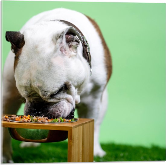 WallClassics - Acrylglas - Hondje aan het Eten voor Groene Achtergrond - Buldog - 50x50 cm Foto op Acrylglas (Wanddecoratie op Acrylaat)