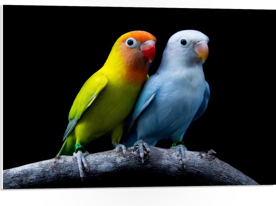 PVC Schuimplaat- Oranje-Gele Vogel met Blauwe Vogel op Tak tegen Zwarte Achtergrond - 75x50 cm Foto op PVC Schuimplaat