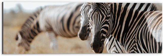 Dibond - Omkijkend Zebra Duo in Droog Afrikaans Landschap - 60x20 cm Foto op Aluminium (Wanddecoratie van metaal)