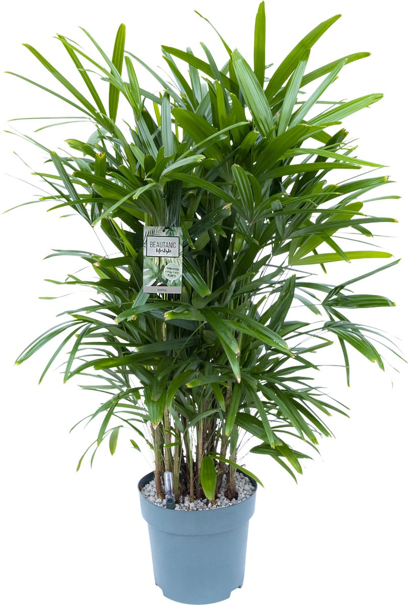 Rhapis Excelsa met watermeter | 130cm hoog | op hydrocultuur