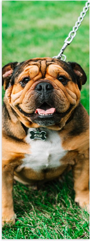 WallClassics - Poster (Mat) - Portret van Bruine Engelse Bulldog - 50x150 cm Foto op Posterpapier met een Matte look