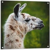 WallClassics - Tuinposter – Opzij kijkende Witte Lama met Bruine Vlekken - 80x80 cm Foto op Tuinposter (wanddecoratie voor buiten en binnen)