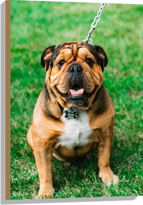 WallClassics - Hout - Portret van Bruine Engelse Bulldog - 50x75 cm - 9 mm dik - Foto op Hout (Met Ophangsysteem)