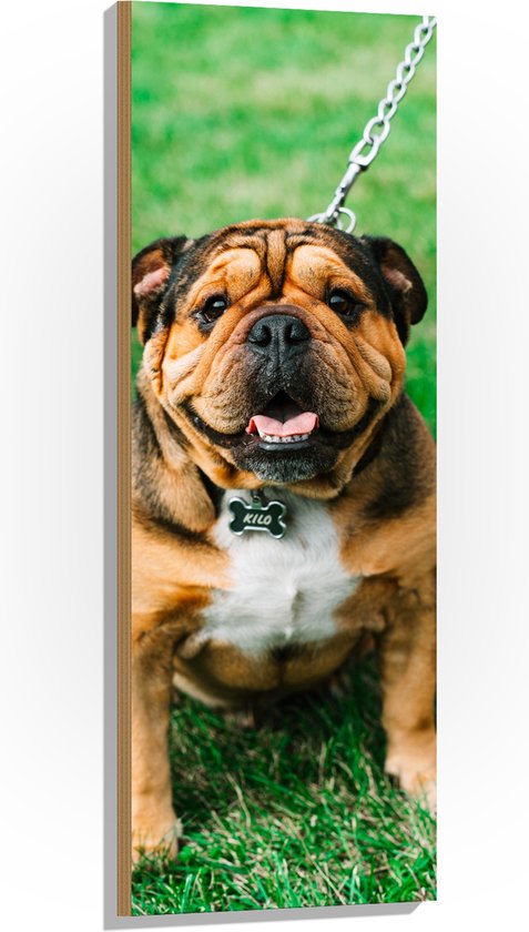 WallClassics - Hout - Portret van Bruine Engelse Bulldog - 40x120 cm - 9 mm dik - Foto op Hout (Met Ophangsysteem)