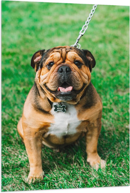 WallClassics - Vlag - Portret van Bruine Engelse Bulldog - 80x120 cm Foto op Polyester Vlag