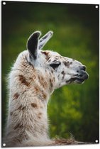 WallClassics - Tuinposter – Opzij kijkende Witte Lama met Bruine Vlekken - 80x120 cm Foto op Tuinposter (wanddecoratie voor buiten en binnen)