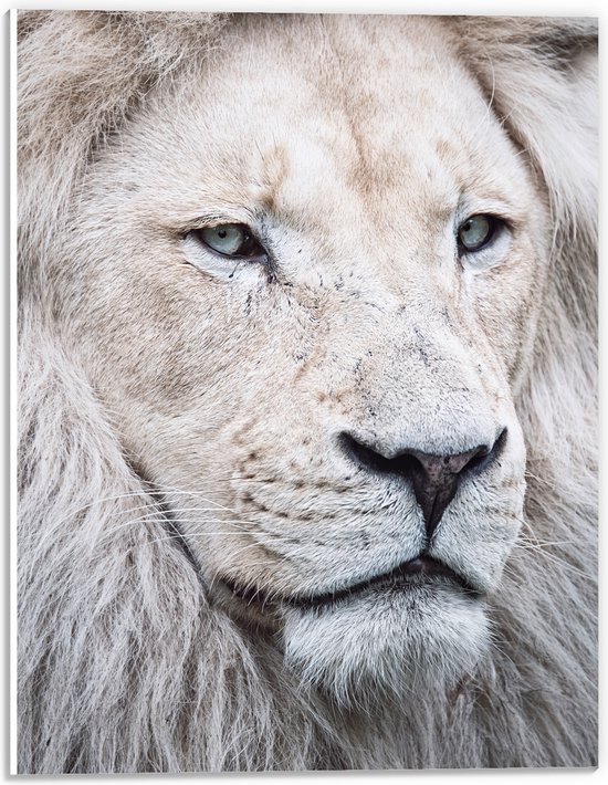 PVC Schuimplaat- Portret van Witte Leeuw met Mooie Manen - 30x40 cm Foto op PVC Schuimplaat