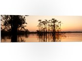 PVC Schuimplaat- Hoge Smalle Bomen Groeiend in Water - 90x30 cm Foto op PVC Schuimplaat