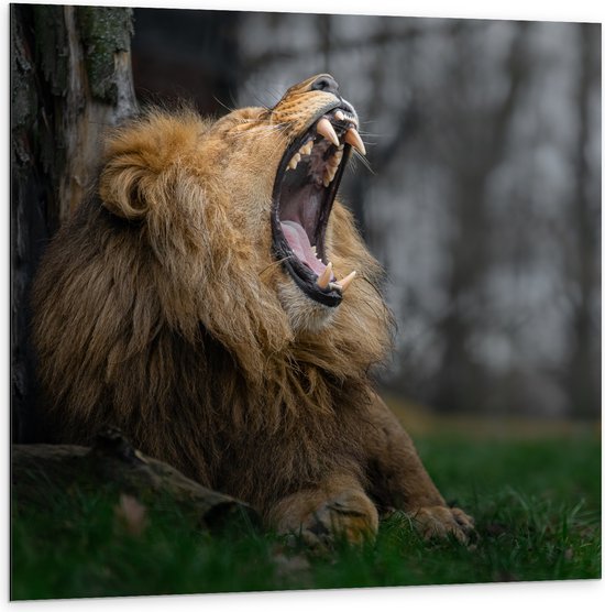 Dibond - Brullende Leeuw met Grote Tanden tegen Boomstam in Grasveld - 100x100 cm Foto op Aluminium (Met Ophangsysteem)