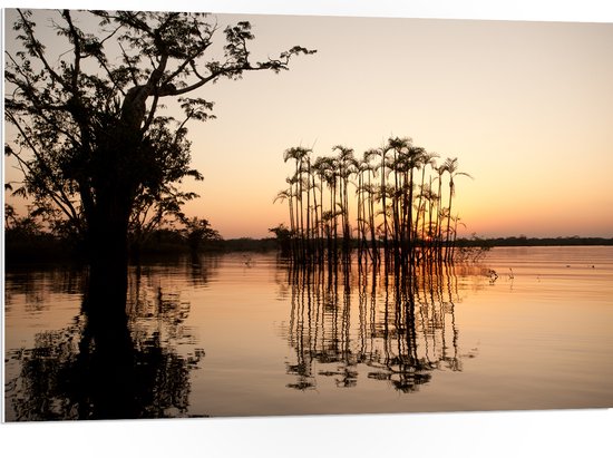 PVC Schuimplaat - Hoge Smalle Bomen Groeiend in Water - 105x70 cm Foto op PVC Schuimplaat (Met Ophangsysteem)