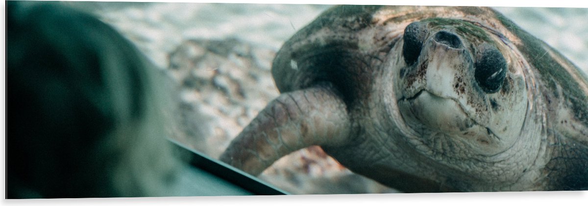 Dibond - Grote Schildpad achter Glas in Aquarium - 120x40 cm Foto op Aluminium (Wanddecoratie van metaal)