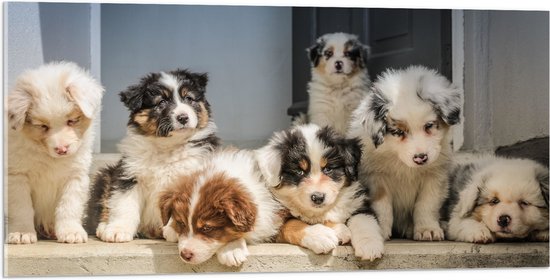 Groupe de chiots Berger Australien, assis sur une corniche en pierre devant une porte, leur pelage de diverses couleurs.