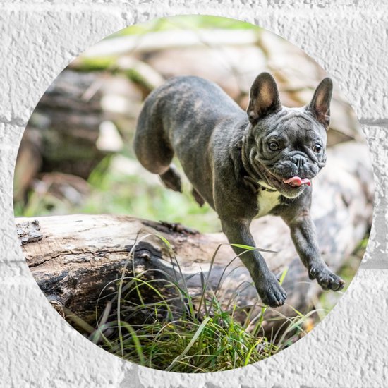WallClassics - Muursticker Cirkel - Springende Franse Bulldog - 20x20 cm Foto op Muursticker