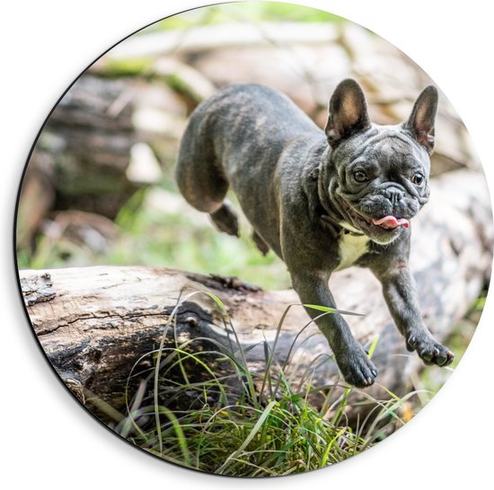 WallClassics - Dibond Muurcirkel - Springende Franse Bulldog - 40x40 cm Foto op Aluminium Muurcirkel (met ophangsysteem)