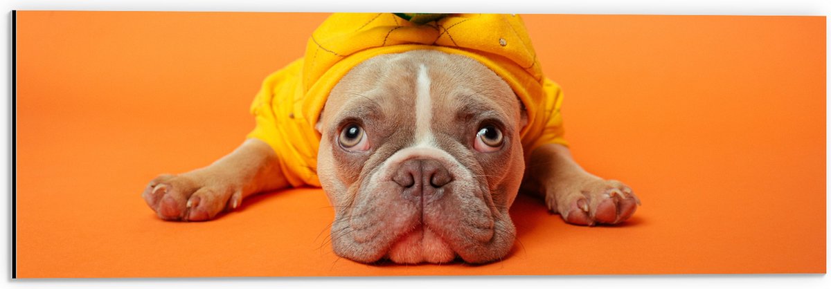 Dibond - Hond met Ananas Pak bij een Oranje Achtergrond - 60x20 cm Foto op Aluminium (Wanddecoratie van metaal)