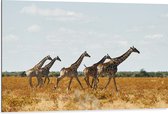 Dibond - Kudde Rennende Giraffen door Afrikaans Landschap - 105x70 cm Foto op Aluminium (Wanddecoratie van metaal)