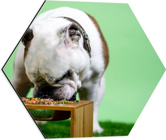 WallClassics - Dibond Hexagon - Hondje aan het Eten voor Groene Achtergrond - Buldog - 50x43.5 cm Foto op Hexagon (Met Ophangsysteem)