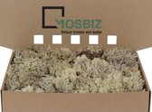 MosBiz Rendiermos Zilvermos Natural per 1000 gram voor decoraties en mosschilderijen