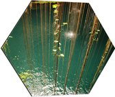 Dibond Hexagon - Takken Boven het Water - 60x52.2 cm Foto op Hexagon (Met Ophangsysteem)