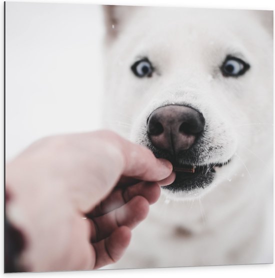 WallClassics - Dibond - Witte Husky Hond Krijgt Eten - 100x100 cm Foto op Aluminium (Met Ophangsysteem)