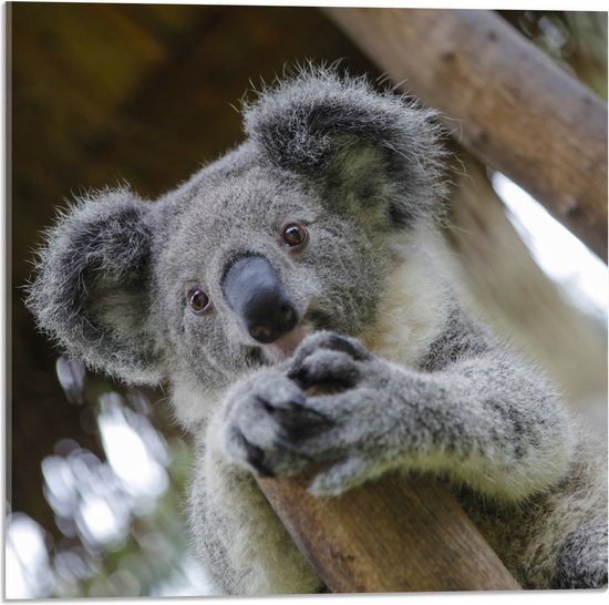 Acrylglas - Australische Koala in een Boom - 50x50 cm Foto op Acrylglas (Met Ophangsysteem)