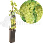 Vitis vinifera Lakemont | witte geënte pitloze wijndruif | Ø 11 cm