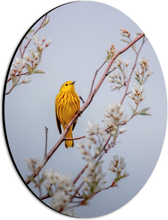 WallClassics - Dibond Ovaal - Gele Vogel op Tak met Bloemen - Mangrovezanger - 21x28 cm Foto op Ovaal (Met Ophangsysteem)