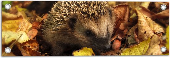 WallClassics - Poster de jardin - Hérisson entre les feuilles d'automne - 60x20 cm Photo sur poster de jardin (décoration murale pour extérieur et intérieur)