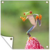 Affiche de Jardin La Grenouille aux yeux rouges au Costa Rica - 200x200 cm - Toile jardin - Affiche extérieure