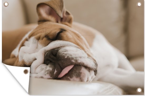 Bulldog anglais dort sur le canapé Affiche de jardin 60x40 cm - petit - Toile de jardin / Toile d'extérieur / Peintures pour l'extérieur (décoration de jardin)