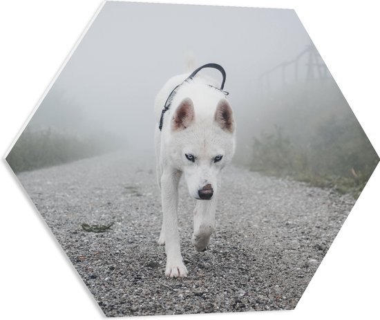 WallClassics - PVC Schuimplaat Hexagon - Eenzame Witte Hond Lopend over een Pad - 60x52.2 cm Foto op Hexagon (Met Ophangsysteem)