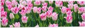 Vlag - Roze Bloemen in Bloemenveld - 90x30 cm Foto op Polyester Vlag