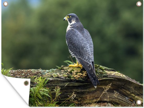 Affiche de jardin Faucon sur une souche d'arbre 80x60 cm - Toile de jardin / Toile d'extérieur / Peintures d'extérieur (décoration de jardin)