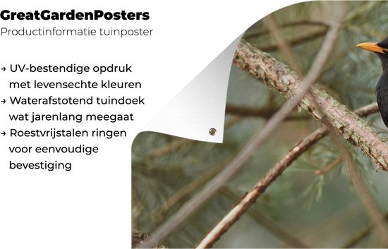 Affiche de clôture Vogel - Merle - Branches - Animaux - 200x100 cm - Toile de jardin