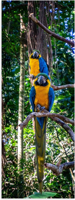 WallClassics - Poster Glanzend – Exotische Vogels - Ara's - 30x90 cm Foto op Posterpapier met Glanzende Afwerking