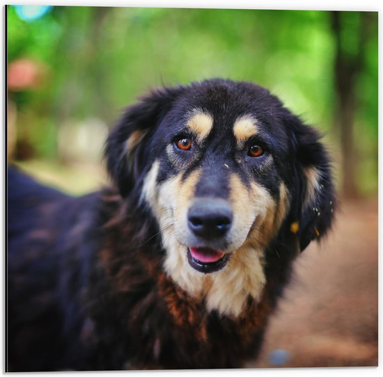 Dibond - Meerkleurige Aankijkende Hond met Rode Ogen in Bos - 50x50 cm Foto op Aluminium (Wanddecoratie van metaal)